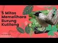 Download Lagu 5 Mitos Memelihara Burung Kutilang