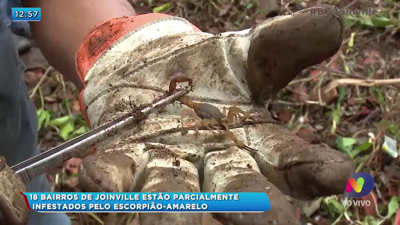 18 bairros de Joinville estão parcialmente infestados pelo escorpião amarelo