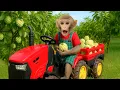 Monkey BimBim Drives a Tractor: Farm Cleanup \u0026 Custard Apple Harvest Adventure | BIMBIM MONKEY