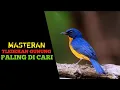 Download Lagu Masteran Tledekan Gunung Paling DiCari Terbaru ‼️