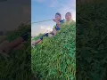 Download Lagu #Sagar #di #voti #videos #song #shorts #viralvideo