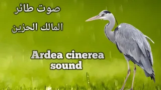 صوت طائر المالك الحزين بلشون Ardea Cinerea Sound 