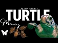 Turtle Spirit Animal Turtle Spirit Guide Turtle Symbolism Turtle Totem