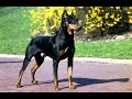 The Doberman Shepherd Doberman German Shepherd