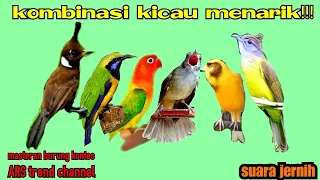 Download KOMBINASI KICAU CILILIN,CUNGKO, LOVEBIRD,KAPAS TEMBAK, KENARI, CUCAK JENGGOT MP3