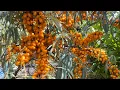 Lagu Botanica, The Best Seaberry Variety, Sea Buckthorn in Pacific Northwest