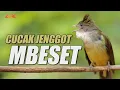 Download Lagu MASTERAN CUCAK JENGGOT GACOR BESETAN KASAR