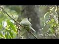 Download Lagu Burung Takur Api di Gunung Ciremai