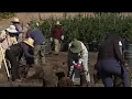 Escondido nursery owner sues California as state destroys his 32 000 plants NBC 7 San Diego