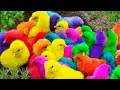 Download Lagu Tangkap Ayam Lucu,Ayam Warna Warni,Ayam rainbow,Ayam Pelangi, Bebek,kucing,Kelinci,Dunia Hewan Lucu