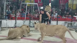 مهرجان الحيوانات الشرسة بقيادة نجمة مصر الأولي اوسا محمد الحلو فى السيرك الروسي دندنها