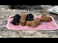 Julie Boomer s Cavapoo Litter Update