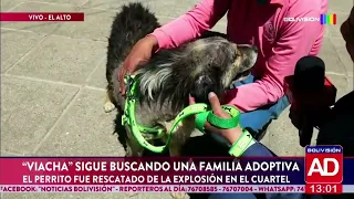 Perrito en Viacha aún en busqueda de un hogar