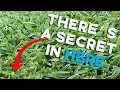 The SECRET To Green St Augustine Grass