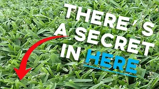 The SECRET To Green St Augustine Grass