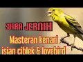 SUARA JERNIH MASTERAN KENARI || ISIAN CIBLEK \u0026 LOVEBIRD