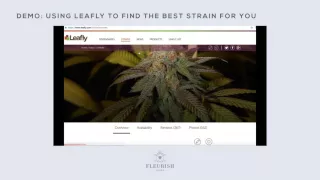 Demo Using Leafly to Find the Best Strain for You - MindfulGuidetoCannabis