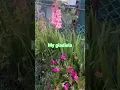 Lagu My Gladiola #countryside #plants #flowers