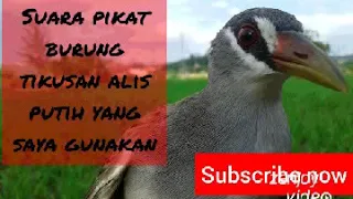 Download suara pikat burung tikusan alis putih yg saya gunakan MP3