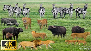 4K African Wildlife : Ngorongoro National Park, Tanzania - Scenic Wildlife Film With Calming Music