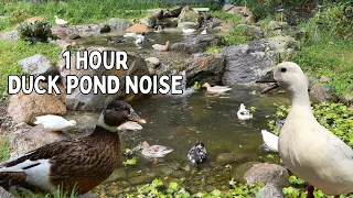 Ducks Swimming, Splashing, & Quacking in Pond | 1 Hour Duck ASMR | Pink Noise | Background Ambiance