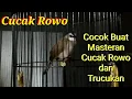 Download Lagu Trucuk Langka Ropelan Cucak Rowo, Cocok buat Masteran Cucak Rowo dan Trucukan