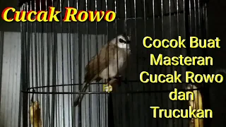 Download Trucuk Langka Ropelan Cucak Rowo, Cocok buat Masteran Cucak Rowo dan Trucukan MP3