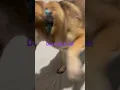 Download Lagu He doesn’t like to be mocked #shibainu #shibaattack