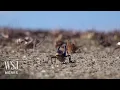 Watch Invasion of Blood-Red Mormon Crickets Hits Nevada WSJ News