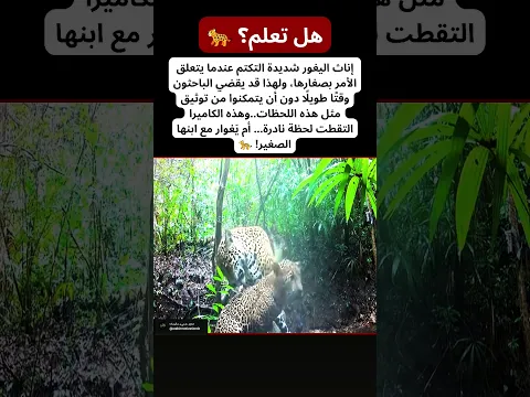 هل تعلم؟ 🐆❤️ هذه من اللحظات النادرة التي يصعب على الباحثين توثيقها!