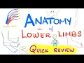 Download Lagu Anatomy of Lower Limb - Quick Review - Anatomy Review Series
