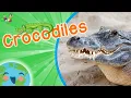 Crocodiles - Animals for Kids Educational for Kids