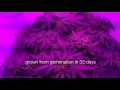 GroBox test system