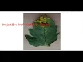 Tomato Leaf Disease Detection Using Python Source Code Tomato Leaf Disease Detection Using CNN