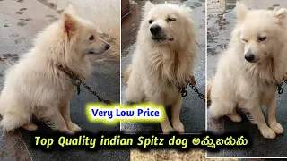 63029 30719 top quality indian spitz dog for sale in telugu Aj pets