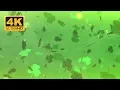 Shamrocks 4k Screensaver Free Backgrounds St Patty s Day
