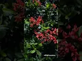 Download Lagu Right Here Waiting #shorts #short #richardmarx #love #shortvideo #shortsfeed #ytshorts #nature