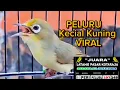 Download Lagu Peluru Kecial Kuning Viral 2024 Super Gacor Speed Pendek Super Gesit