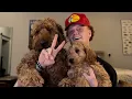 Things They Won t Tell You About Goldendoodles