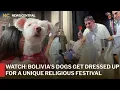 Bolivia s San Roque Festival Brings Costumed Dogs Races and Blessings AO13