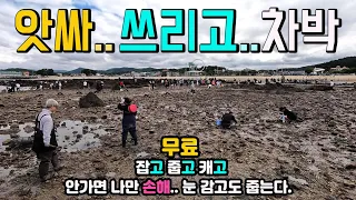 보령 무창포해수욕장 바다가 열려 난리난 캠핑카 차박 여행 해루질 천국, 잡고 줍고 캐고, 대형 무료 주차장 5개, 수세식화장실, 오토캠핑장 2만5천원 썸네일