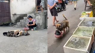 Highly intelligent dog took a shopping basket to the market to buy fish and various vegetables🤠
