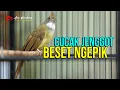 Download Lagu CUCAK JENGGOT GACOR FULL NGEPIK MBESET SUPER TAJEM