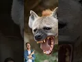 Hyena Sound  #shorts #wildlife #animalsounds #hyena