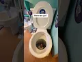 Download Lagu I got flushed down the World’s largest toilet!🚽👀