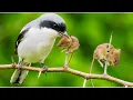 This Tiny Bird Turns Thorns Into Meat Hooks The Full Life Cycle of the Loggerhead Shrike