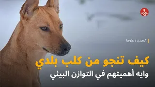 كيف تنجو من كلب بلدي 