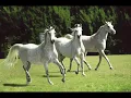 Andrew Bird - Three White Horses 2012
