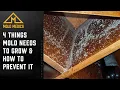 4 Things Mold Needs To Grow How To Prevent It