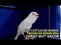 Lagu kenari gacor panjang Cuit Cuit EMOSI, Pancingan Kenari Paud Belajar Bunyi, terapi AMPUH Kenari MACET